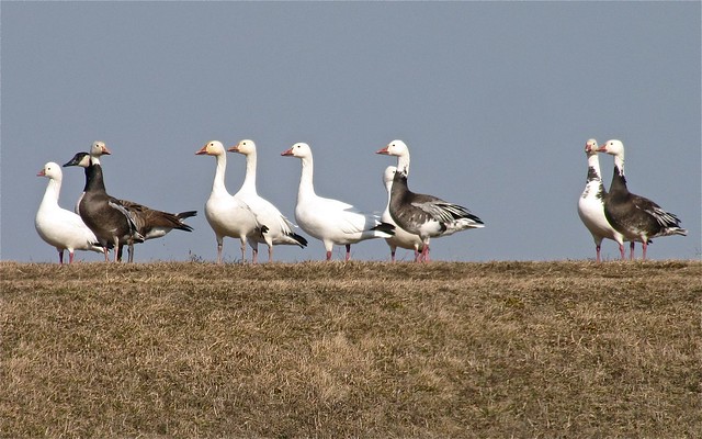 Ross's Goose and Snow Goose at El Paso Sewage Treatment Center in Woodford County, IL 01