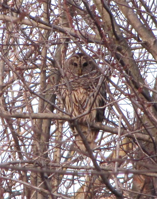 Barred Owl in Woodford County 07