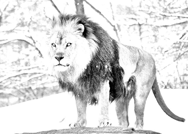 Photoshop converted drawing of a Lion