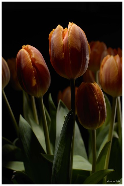 Tulips Series 2