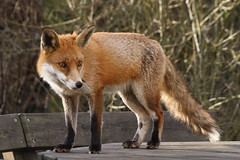 Fox —jans canon (Flickr.com)