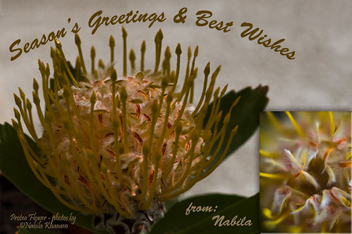 Season's Greetings - Spring 2012 by nabila4art