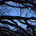 moon, branches