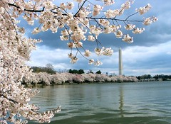 0436_Washington DC_cherry blossoms on the Tidal Basin