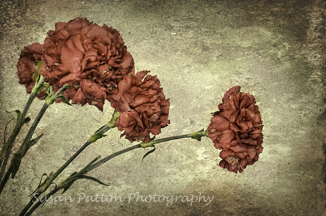 wred_carnations
