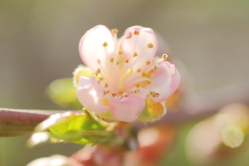 will The Delicate Peach Blossoms survive The Killing Frosts?