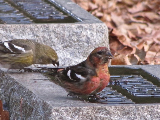 White-winged Crossbill at Greenwood Cemetery in Winnebago County, IL 14