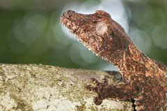 Leaf-tailed geckos (Uroplatus spp.)