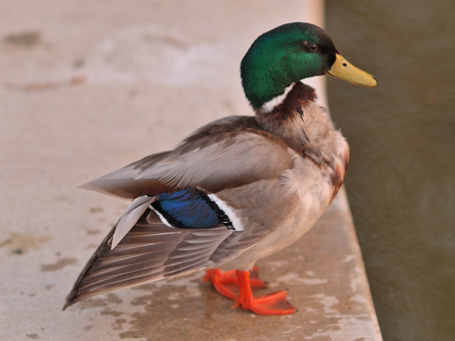 Tower Grove Park, in Saint Louis, Missouri, USA - Mallard duck