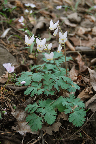 Picture of the spring wildflower Dutchman's Breeches, Dicentra cucullaria