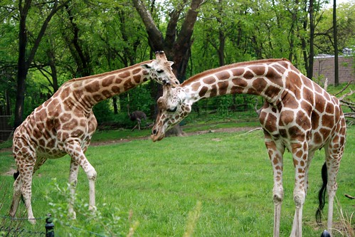Bronx Zoo 2012