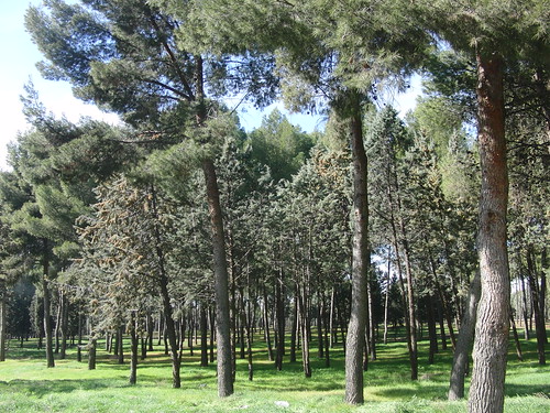 29 Parque forestal Vallecas