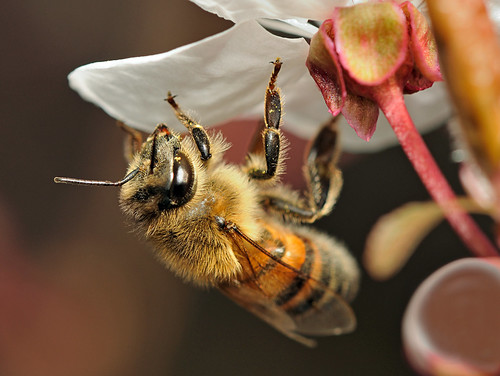 Honey Bee by Longsider