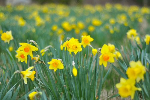 Corrected Daffodils