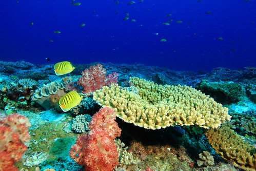 健康美麗的珊瑚礁與珊瑚礁生態系。圖片提供：海管處。