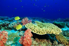 生機盎然的珊瑚礁生態系（海管處提供）