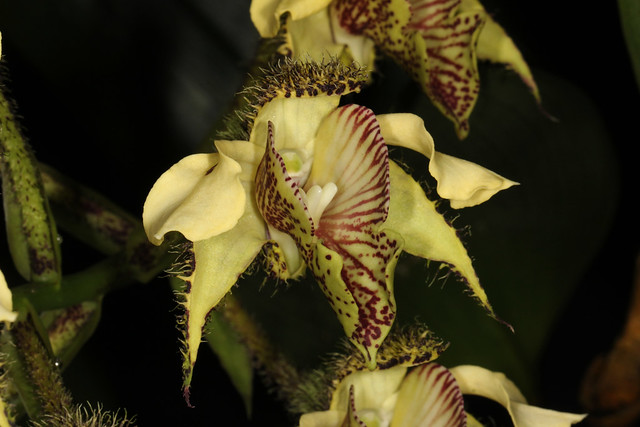 Dendrobium finisterrae 2012-02-13 02