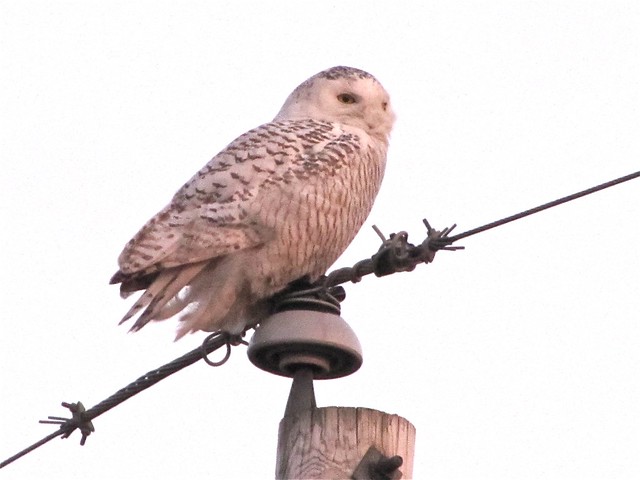 Snowy Owl near Lexington, IL 39