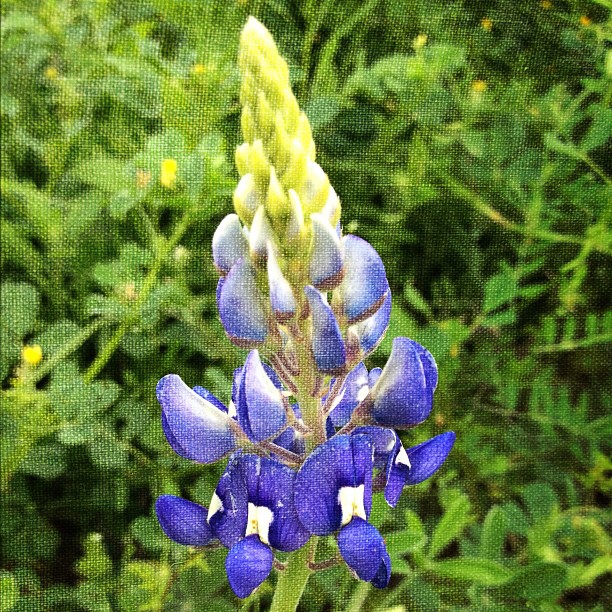 #sign of #spring : #iphonetx #marchphotoaday #blue #bluebonnet #texas #flower #instagram #instadaily #instagramhub #jj #iphoneonly #nature #wildflowers #gang_family #bestoftheday #picfx #texture