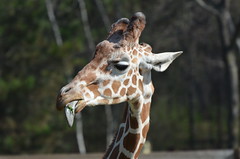 Henry Vilas Zoo 2012-03-25
