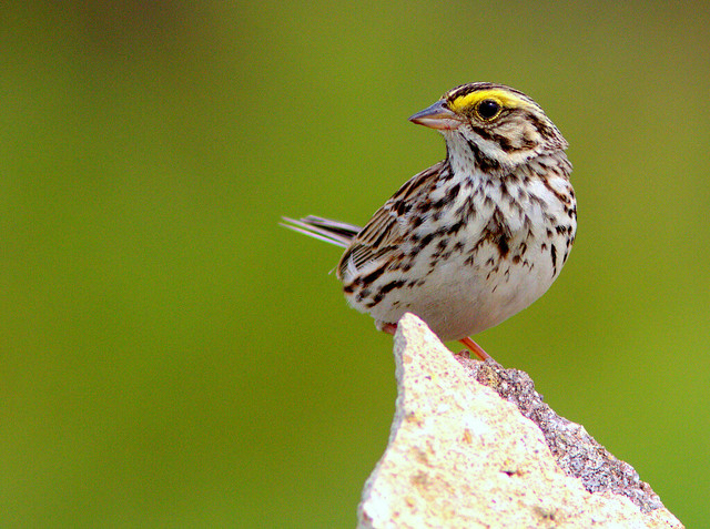 Savannah Sparrow 3-20120506