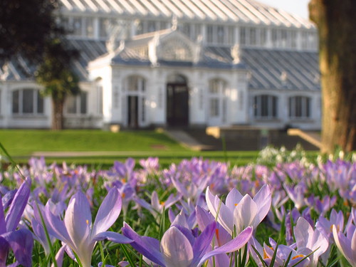 Crocuses at the Temperate House