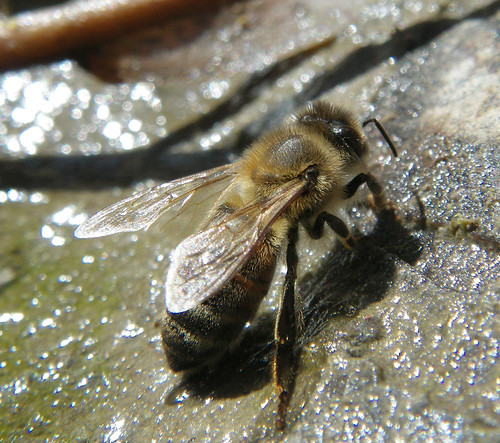 bee on rock