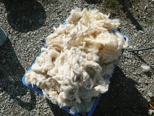raw fleece