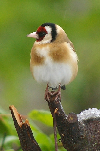 Goldfinch 9