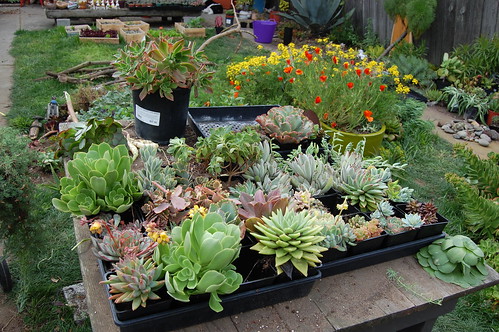 Succulents for sale! by FarOutFlora