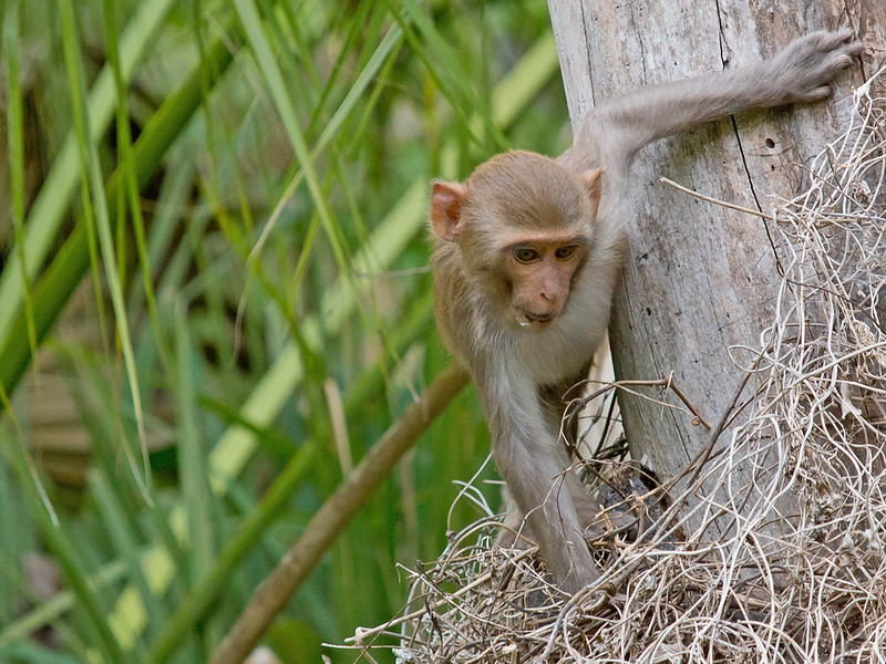 Young Rhesus
