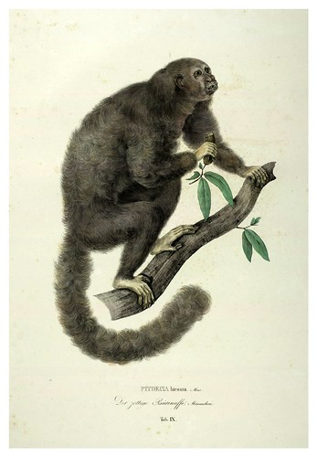 005-Simiarum et Vespertilionum Brasiliensium especies novae 1823- Baptist von Spix