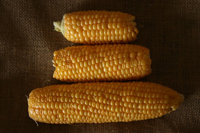 First corn harvest