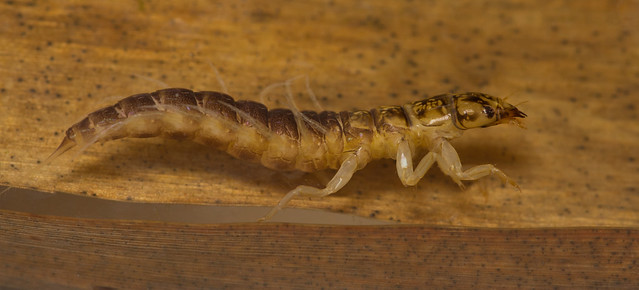 alderfly larva 4 edited