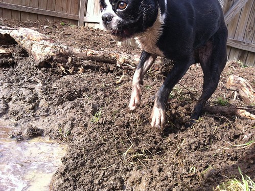 Wild mud dog Dottie
