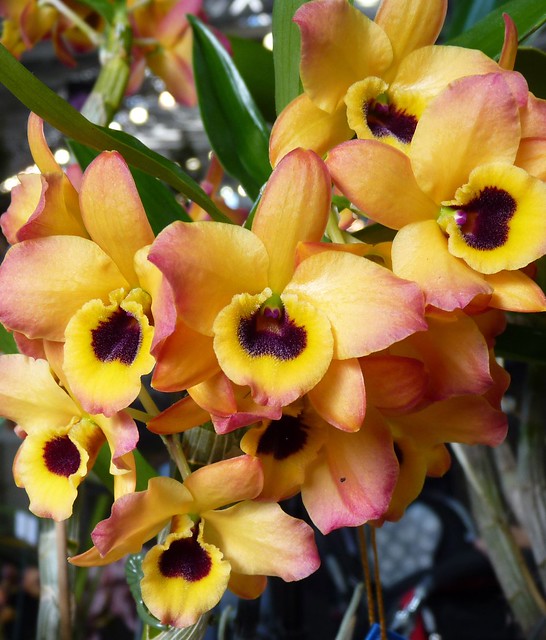 seen at the 2012 pacific orchid exposition, Dendrobium Oriental Smile 'Butterfly' orchid hybrid