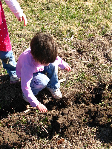 planting sunflower seeds