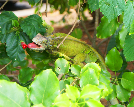 Panama: Iguana