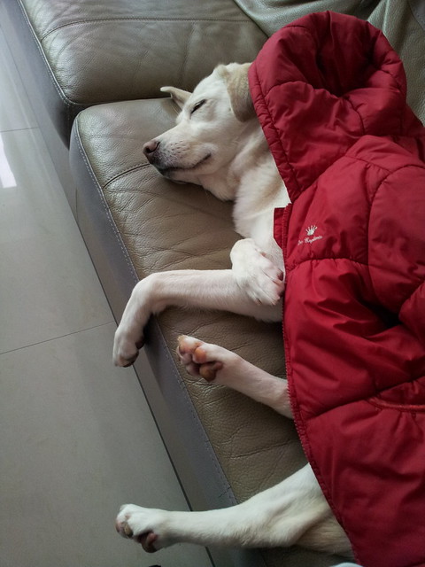 20120321 球在沙發上睡  蕎安拿自己的外套幫牠蓋著。