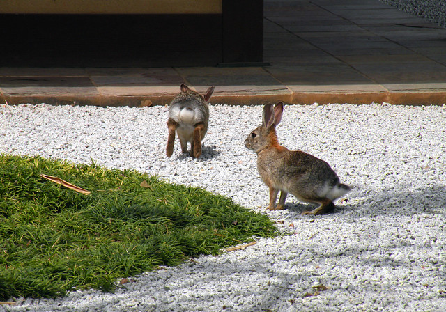 Japanese Garden Bunny Rabbits