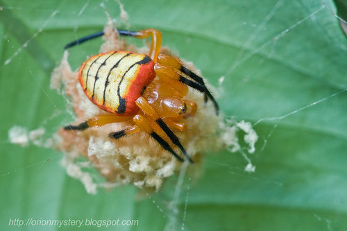 beautiful female orb weaver spider guarding egg sac IMG_0647 copy