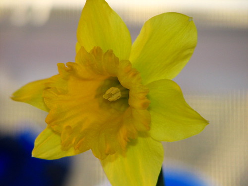 first daffodil of the season