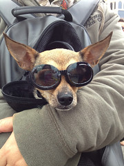 image of a dog wearing sunglasses