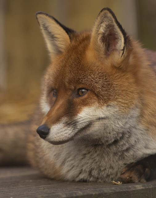 red fox close up 4