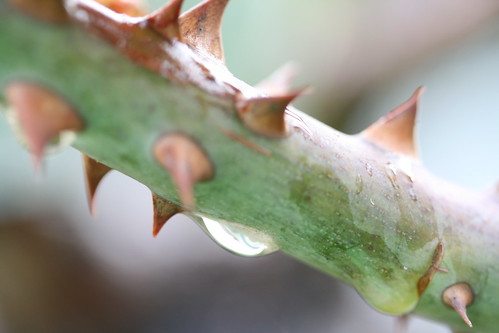 Thorns and a Waterdrop