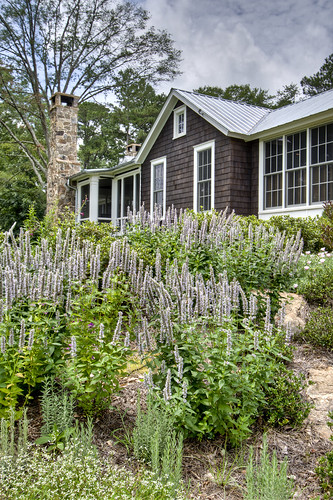 House through lavender
