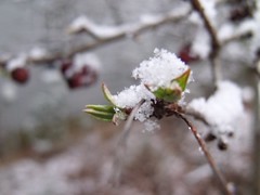 Winter into Spring by Teckelcar