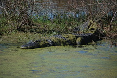 ACE Basin Alligator