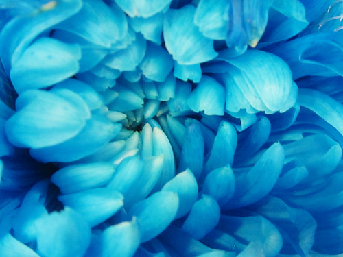 Blue Flower Petals