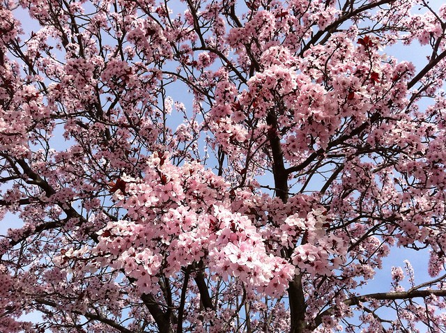 Cherry Blossoms in full swing